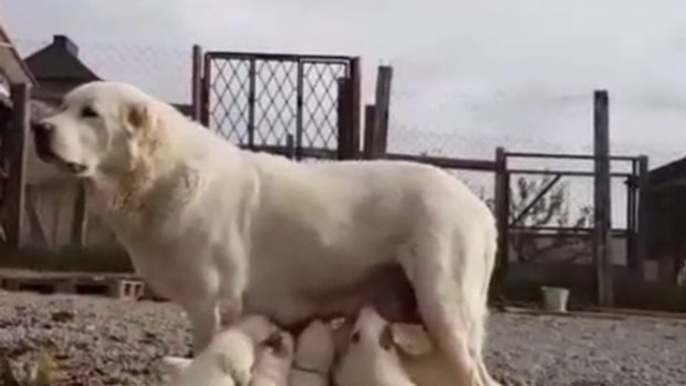 ALABAY COBAN KOPEGi YAVRULARI SABAH BESLENMESi - ALABAI SHEPHERD DOG PUPPiES BREAKFAST