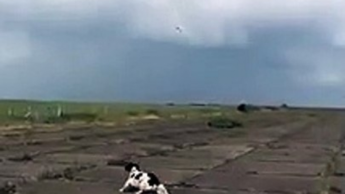 Ce chien chope un avion télécommandé en plein vol... dommage