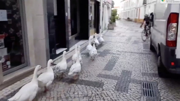 Bando de patos desconfinou e passeou pelas ruas de Torres Novas