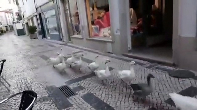 Bando de patos desconfinou e foi passear pelas ruas de Torres Novas