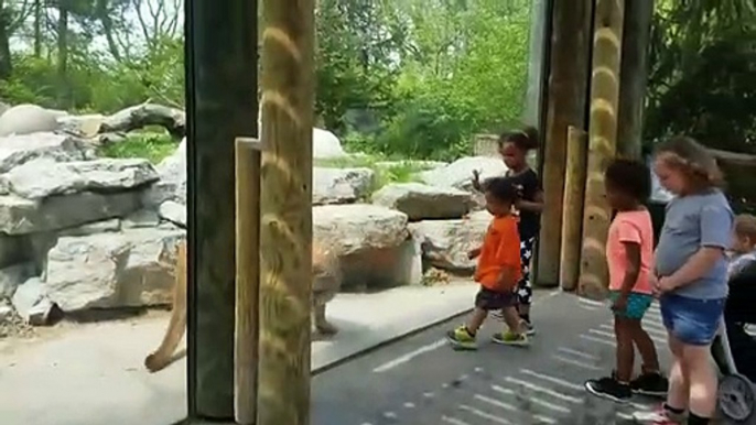 Ce pauvre chien est terrifié devant ce puma qui a envie de le croquer