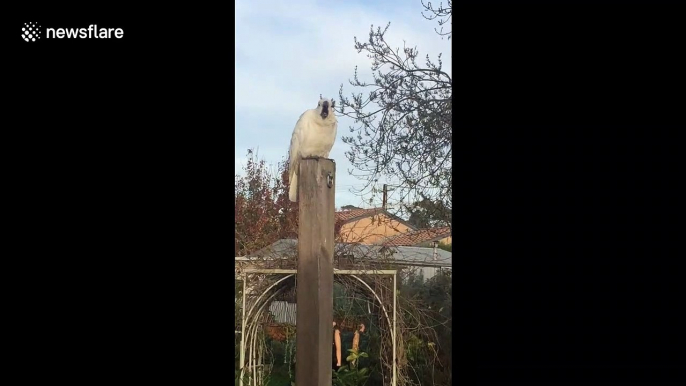 This is what a hungry cockatoo sounds like when it screams