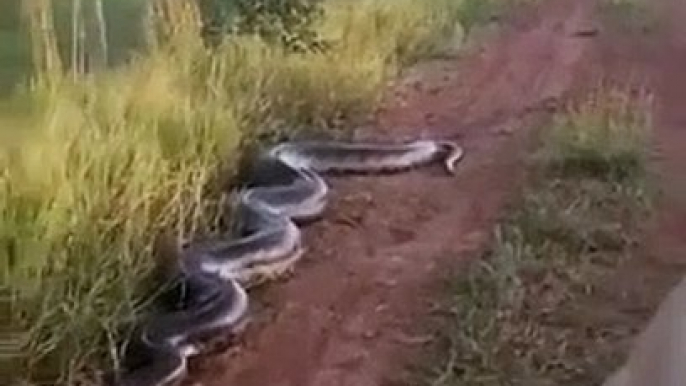 Cobra de 7 metros ataca carrinha e esposa alerta o marido "tira o braço daí!"