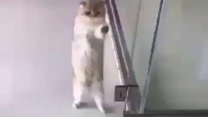 Naughty cat,funny cat videos,cute cat videos,animals,cats,pets,funny,funny cat videos,cute cat videos,animals,cats,pets,funny,cute,funny animals,cute animals,cat videos,dog videos,funny dog videos,funny cats,cats meowing,cats fighting,cats talking,cats an