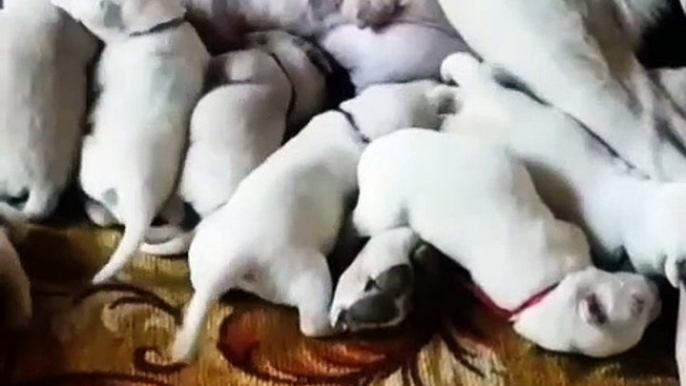 SEViMLi ALABAY COBAN KOPEGi YAVRULARINA ANNE SUTU - CUTE ALABAi SHEPHERD DOG PUPPiES MiLK MOM