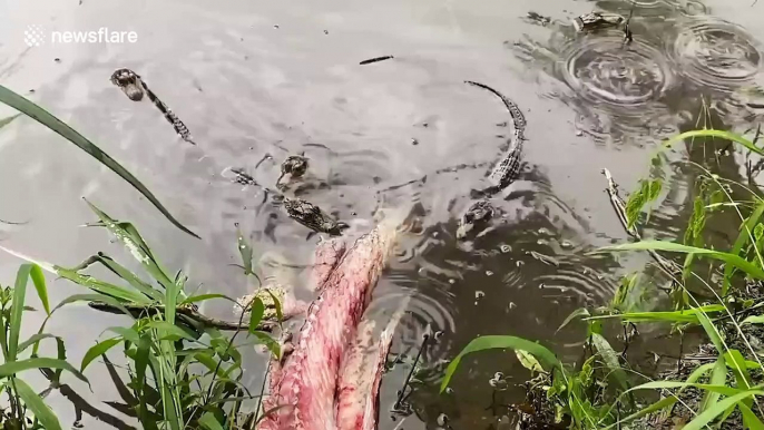 Ferocious baby alligators do 'death rolls' on dead fish in Louisiana pond