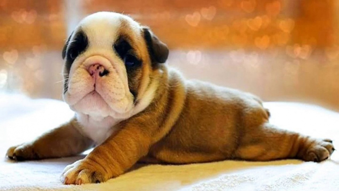 Top 20  Funny English Bulldog Puppies Compilation - So Cute English Bulldog Video