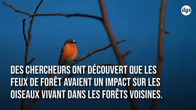 Les oiseaux chantent des chants différents après les feux de forêt