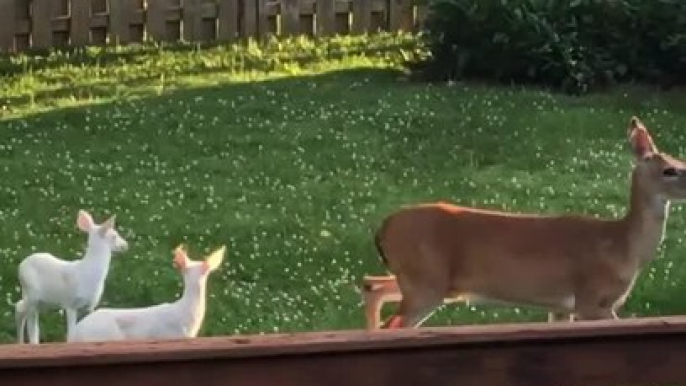 Deer Wanders in Backyard Accompanied by Two Albino Fawns