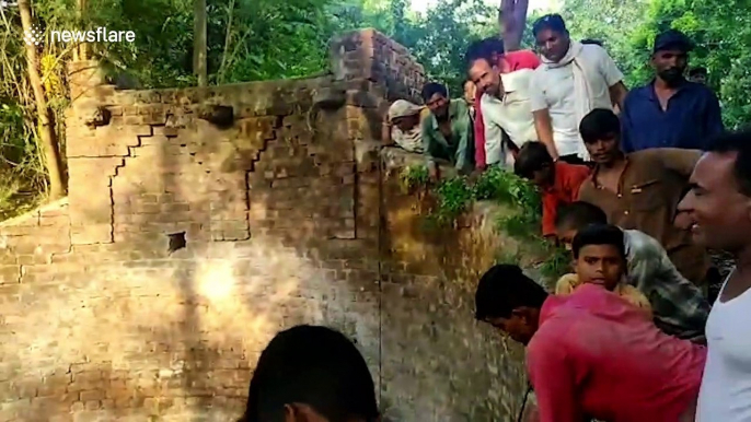 Drowning leopard fished out of well during marathon rescue in central India