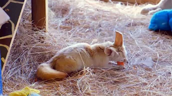 Fox puppy eats carrots - man & camera