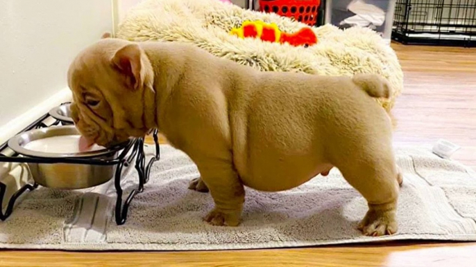 Cutest French Bulldog - Funny and Cute French Bulldog Puppies _ Dogs Awesome