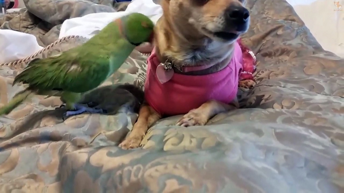 Cute Parrots Doing Funny Things #13 -  Cutest Parrots In The World