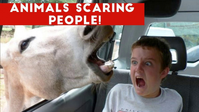 Funniest Animals Scaring People Reactions of 2018 Weekly Compilation _ Funny Pet Videos