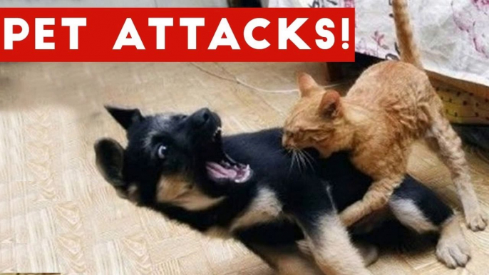 Funniest Animal Attacks Compilation October 2016 _ Funny Pet Videos