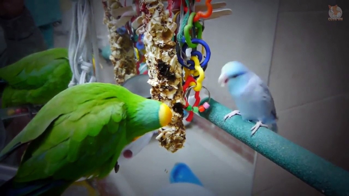 Cute Parrots Doing Funny Things #6 -  Cutest Parrots In The World 2018