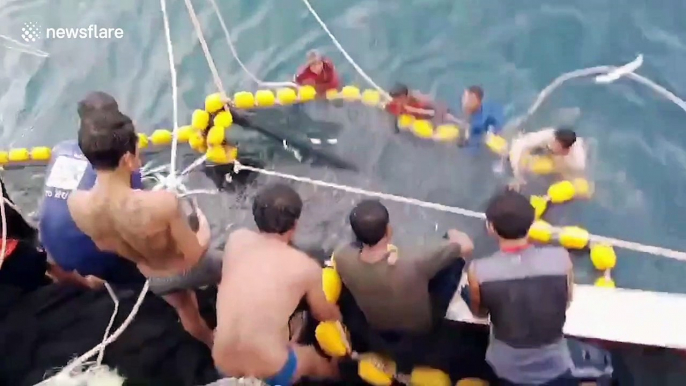 Three endangered whale sharks released after getting tangled in trawler's net