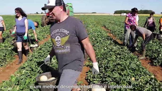 2/4 - Uma estação sem preocupações, colheita do melão / Une saison sans soucis, la cueillette de melon