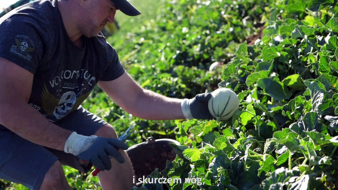 4/4 - Sezon bez zmartwień, zbieranie melonów  / Une saison sans soucis, la cueillette de melon