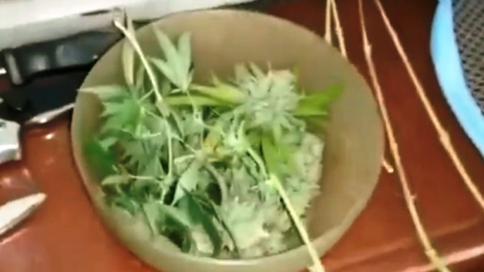 Torino - Coltiva marijuana in casa mentre è agli arresti domiciliari (08.08.20)