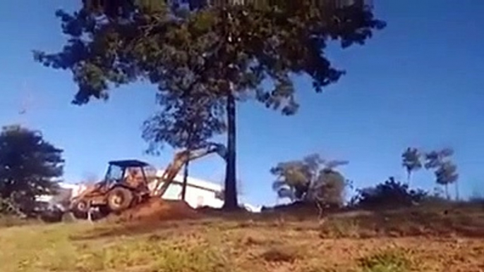 Quand l'arbre se retourne contre le bucheron