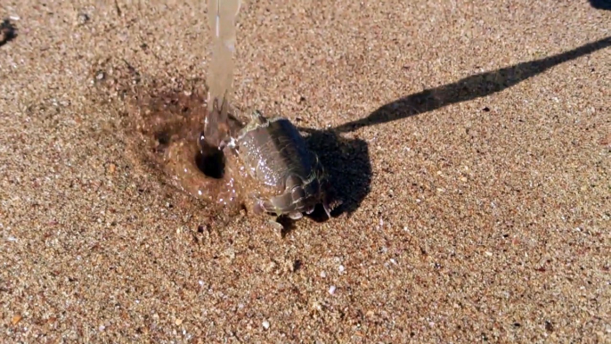 Quel est cet animal mystérieux trouvé sur la plage