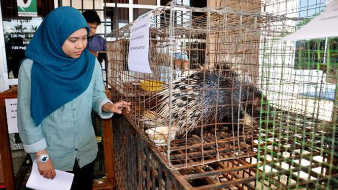 Caged protected animals worth RM50,000 saved by Perhilitan