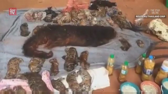 Dead tiger cubs found in Thailand's Tiger Temple