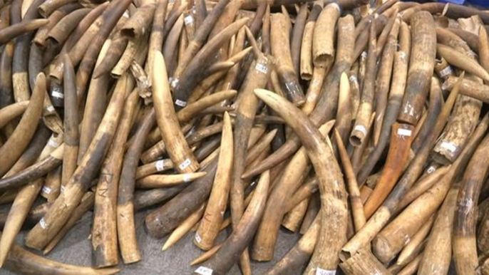 Hong Kong seizes largest ivory haul in 30 years