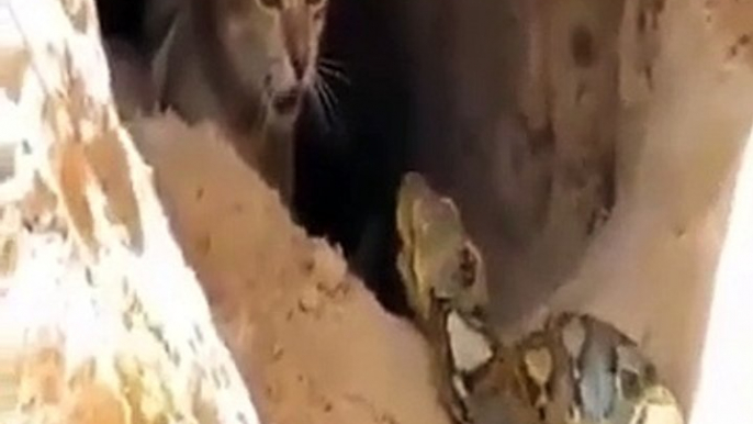 Attaque d'un serpent contre un chat forestier