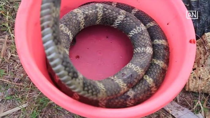 [NTV 180518] Woman arrested for eating protected animals on camera