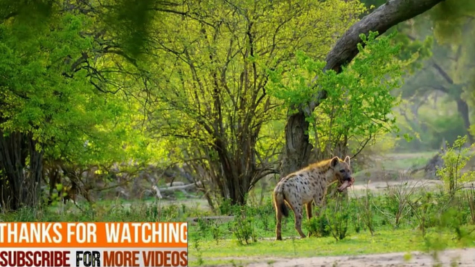 African Wildlife Documentary Film Zimbabwe,Wild animal top Amazing