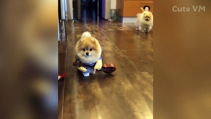 Cute Pomeranian Puppies Doing Funny Things _ Cute and Funny Dogs