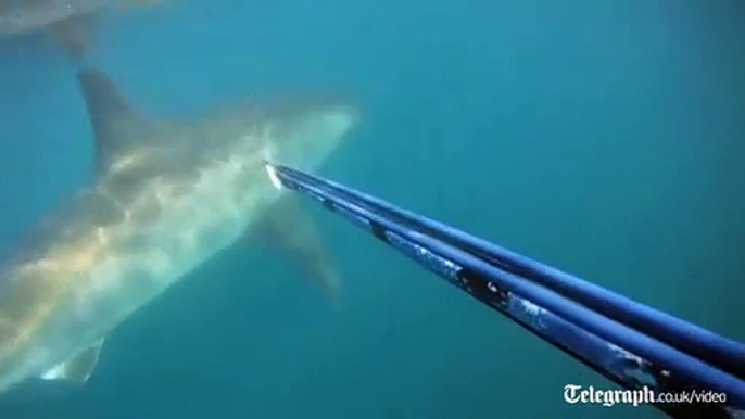 Un plongeur croise la route d'un grand Requin Blanc