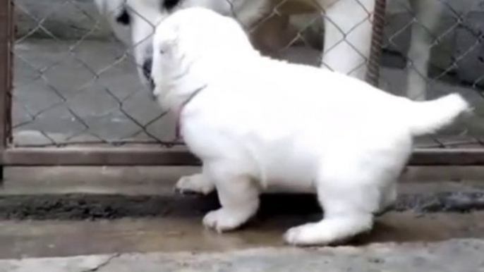 TURKMEN ALABAY COBAN KOPEGi YAVRUSU ve ANNESi - TURKMEN ALABAI SHEPHERD DOG PUPPY and MOM