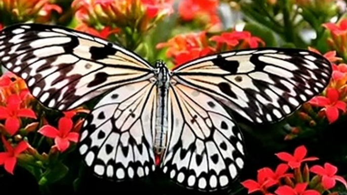 Beautiful Butterflies pictures|| Beauty of Nature.