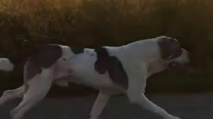 TURKMEN ALABAY COBAN KOPEGi AKSAM SPORU - ALABAI SHEPHERD DOG EVENiNG EXERCiSE