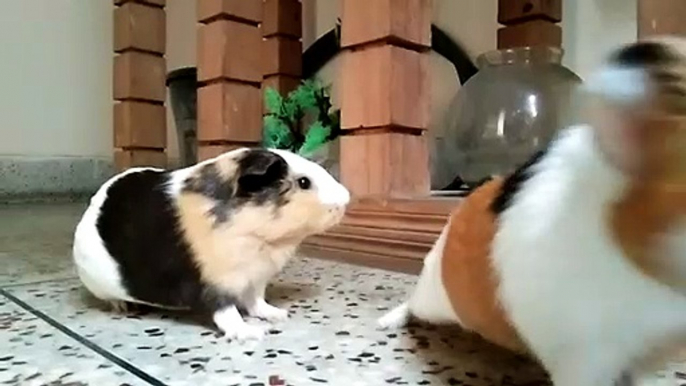 Guinea Pig grass eating Show | Beautiful Cute Animals