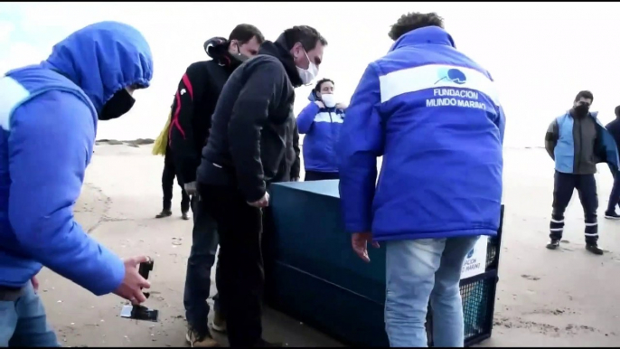 Devuelven al mar argentino a elefante y lobos marinos tras ser rehabilitados