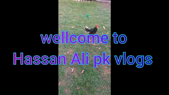 aseel fight | aseel fight in pakistan | aseel fight 2020 | aseel fight in pakistan 2020 | aseel | roster fight |