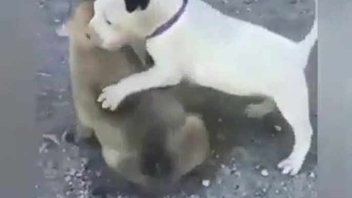 SiVAS KANGAL KOPEGi YAVRUSU vs PiTBULL YAVRUSU - KANGAL DOG PUPPY vs PiTBULL TERRiER puppy