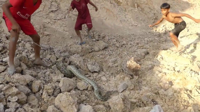 Amazing Three Brave Boys Catch Big Python Snake In My Village Near Truck | Animal Trap