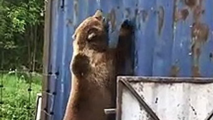 Ce russe joue avec un ours sauvage... pas si sauvage