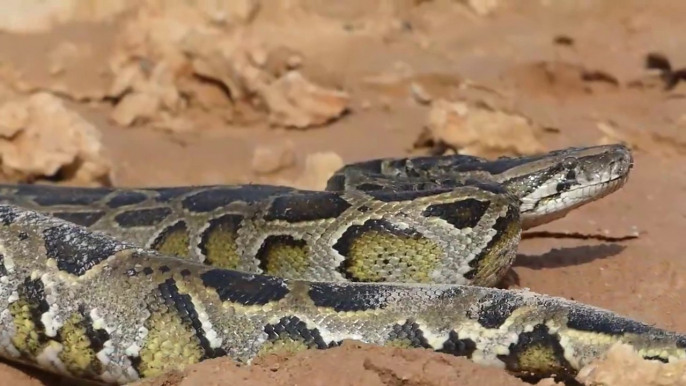 Snake Trap - Primitive Boy Saves Family Chicken From Python Attack - Most Amazing Wild Animal Attack | Animal Trap