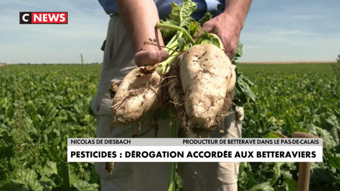 Pesticides : une dérogation accordée aux betteraviers