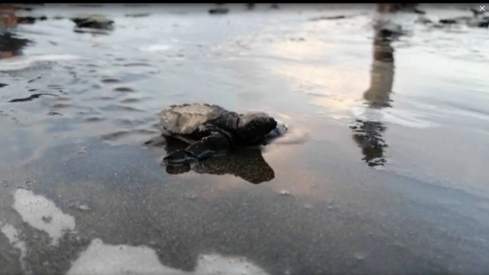 EN VIDEO: cientos de tortugas retornan al océano Pacífico colombiano