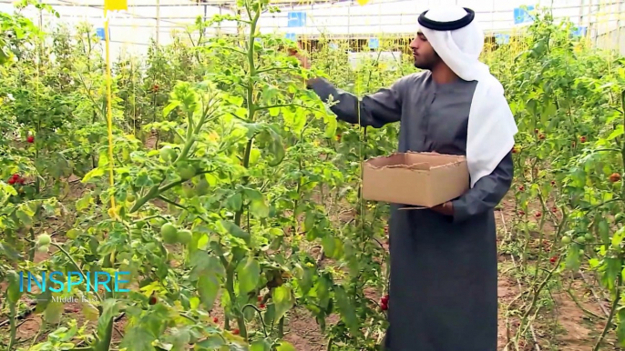 The UAE’s sustainable food plan involves growing rice & developing ‘soil’