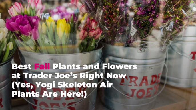 Best Fall Plants and Flowers at Trader Joe’s Right Now (Yes, Yogi Skeleton Air Plants Are