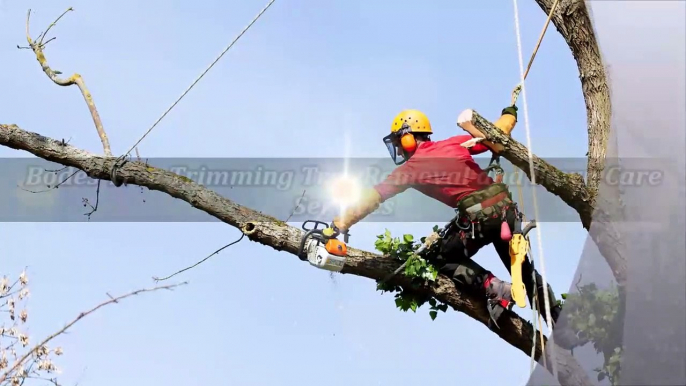 Bodes Tree Trimming Tree Removal and Lawn Care Services