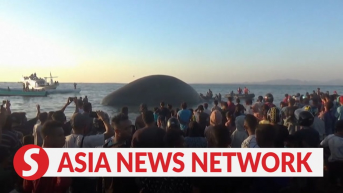 The Jakarta Post | 100-ton dead blue whale found stranded, decomposing in Kupang Bay